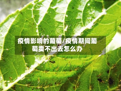 疫情影响的葡萄/疫情期间葡萄卖不出去怎么办-第2张图片